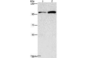 Western blot analysis of HepG2 and K562 cell, using CDC27 Polyclonal Antibody at dilution of 1:750 (CDC27 antibody)
