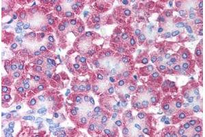 Human Pancreas (formalin-fixed, paraffin-embedded) stained with AVEN antibody ABIN213902 at 5 ug/ml followed by biotinylated goat anti-rabbit IgG secondary antibody ABIN481713, alkaline phosphatase-streptavidin and chromogen. (AVEN antibody  (N-Term))
