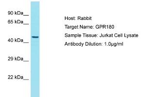Host: Rabbit Target Name: GPR180 Sample Tissue: Human Jurkat Whole Cell Antibody Dilution: 1ug/ml