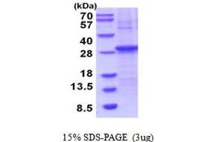 SDS-PAGE (SDS) image for Granzyme H (Cathepsin G-Like 2, Protein H-CCPX) (GZMH) (AA 20-246) protein (His tag) (ABIN6387571)