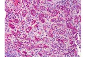 IHC Analysis: Human spleen tissue stained with eNOS, pAb at 10 μg/mL. (ENOS antibody  (C-Term))