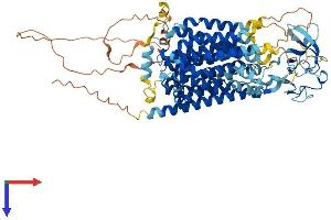 AlphaFold protein structure predicition of Human Recombinant SLCO6A1 Protein, UniprotID Q86UG4 (SLCO6A1 Protein (AA 1-719) (His tag))