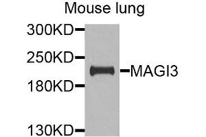 Western blot analysis of extracts of mouse lung, using MAGI3 antibody (ABIN6003625) at 1/1000 dilution.