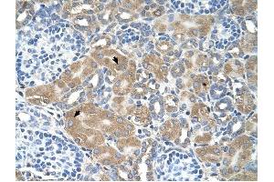 LMAN2 antibody was used for immunohistochemistry at a concentration of 4-8 ug/ml to stain Epithelial cells of renal tubule (arrows) in Human Kidney. (LMAN2 antibody  (N-Term))