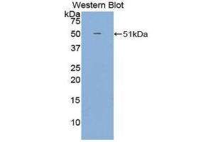 Western Blotting (WB) image for anti-Growth Arrest-Specific 6 (GAS6) (AA 59-221) antibody (ABIN3209082)