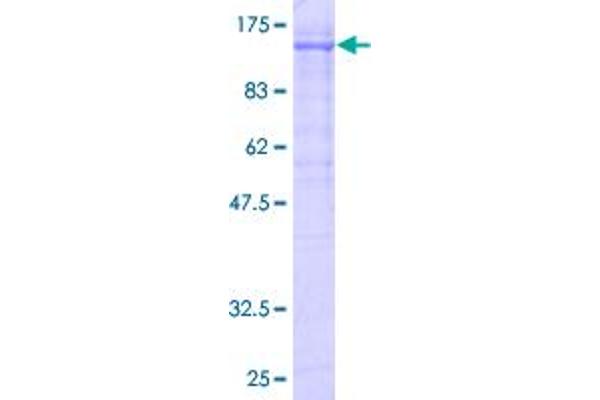 RNF103 Protein (AA 1-685) (GST tag)
