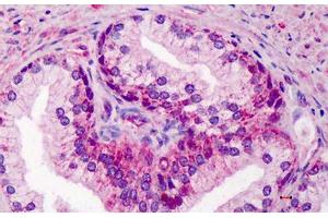 Human Prostate: Formalin-Fixed, Paraffin-Embedded (FFPE) (GDF15 antibody  (AA 286-299))