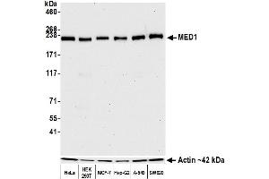 Western Blotting (WB) image for anti-Mediator Complex Subunit 1 (MED1) (AA 1550-1581) antibody (ABIN7455140) (Recombinant MED1 antibody  (AA 1550-1581))