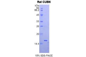 SDS-PAGE (SDS) image for Cubilin (Intrinsic Factor-Cobalamin Receptor) (CUBN) (AA 98-207) protein (His tag) (ABIN2120929)