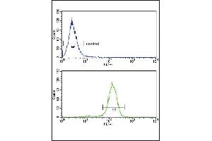 BCL3 Antibody (Center)  flow cytometry analysis of Hela cells (bottom histogram) compared to a negative control cell (top histogram). (BCL3 antibody  (Center))