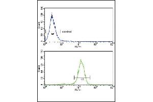 BCL3 Antibody (Center)  flow cytometry analysis of Hela cells (bottom histogram) compared to a negative control cell (top histogram).