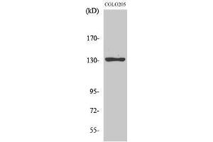 Western Blotting (WB) image for anti-Junction Mediating and Regulatory Protein, P53 Cofactor (JMY) (C-Term) antibody (ABIN3185267) (JMY antibody  (C-Term))