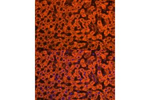 Immunofluorescence analysis of rat liver cells using Apolipoprotein C3 Rabbit pAb (ABIN7265641) at dilution of 1:250 (40x lens). (APOC3 antibody  (AA 1-99))