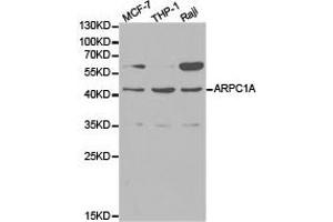 Western Blotting (WB) image for anti-Actin Related Protein 2/3 Complex, Subunit 1A, 41kDa (ARPC1A) antibody (ABIN1871104) (ARPC1A antibody)