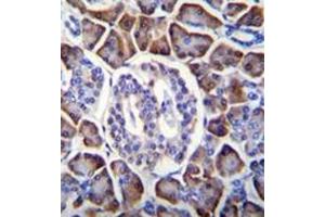 Immunohistochemistry analysis in formalin fixed and paraffin embedded human pancreas tissue reacted with GDPD1 Antibody (N-term) followed by peroxidase conjugation of the secondary antibody and DAB staining. (GDPD1 antibody  (N-Term))