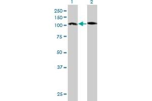 Western Blot analysis of PCDH10 expression in transfected 293T cell line by PCDH10 monoclonal antibody (M01), clone 4H8.