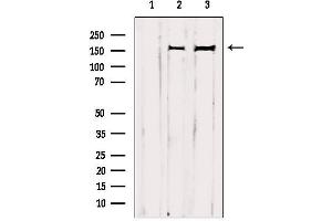Western blot analysis of extracts from various samples, using GRF-1 Antibody. (GRLF1 antibody  (Internal Region))