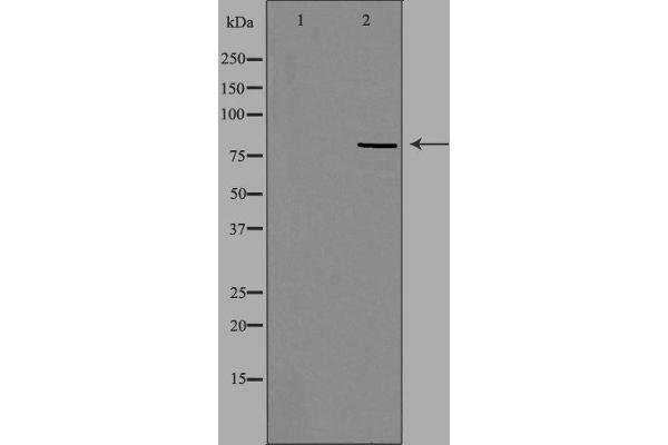 RFWD3 antibody  (N-Term)