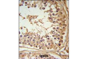 FBXL5 Antibody IHC analysis in formalin fixed and paraffin embedded testis tissue followed by peroxidase conjugation of the secondary antibody and DAB staining. (FBXL5 antibody  (N-Term))