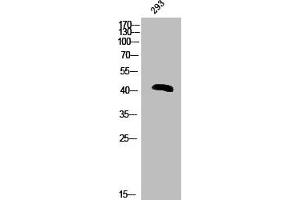 Western Blot analysis of 293 cells using Phospho-hnRNP C1/2 (S260) Polyclonal Antibody (HNRNPC antibody  (pSer260))