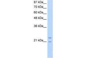Western Blotting (WB) image for anti-Polyamine Modulated Factor 1 (PMF1) antibody (ABIN2461815)