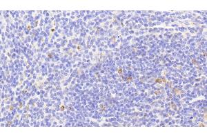 Detection of HSP10 in Mouse Spleen Tissue using Polyclonal Antibody to Heat Shock 10 kDa Protein 1 (HSP10) (HSPE1 antibody  (AA 2-102))