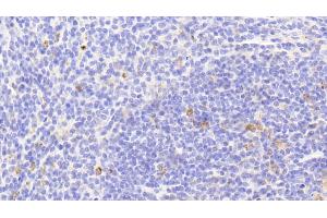 Detection of HSP10 in Mouse Spleen Tissue using Polyclonal Antibody to Heat Shock 10 kDa Protein 1 (HSP10) (HSPE1 antibody  (AA 2-102))