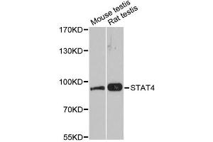 Western blot analysis of extracts of various cell lines, using STAT4 antibody (ABIN1874965) at 1:3000 dilution. (STAT4 antibody)