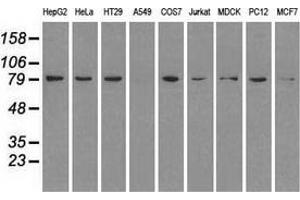Western blot analysis of extracts (35 µg) from 9 different cell lines by using anti-HSP90AB1 monoclonal antibody. (HSP90AB1 antibody)