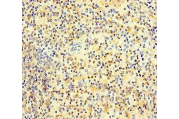 PLAC8 antibody  (AA 1-110)