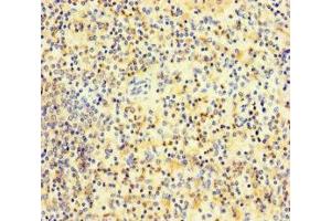 Immunohistochemistry of paraffin-embedded human spleen tissue using ABIN7163487 at dilution of 1:100 (PLAC8 antibody  (AA 1-110))