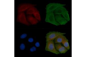 ABIN6259050 and ABIN6274492 staining Hela cells by IF/ICC. (C1orf35 antibody  (C-Term))