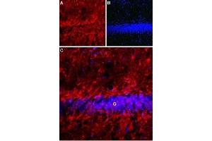 Expression of Latrophilin-1 receptor in rat hippocampus - Immunohistochemical staining of rat hippocampal dentate granule layer (G) using Anti-Latrophilin-1 (LPHN1) (extracellular) Antibody (ABIN7043297 and ABIN7044563). (Latrophilin 1 antibody  (Extracellular, N-Term))