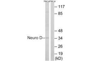 Western blot analysis of extracts from HeLa cells, using Neuro D (Ab-274) antibody.