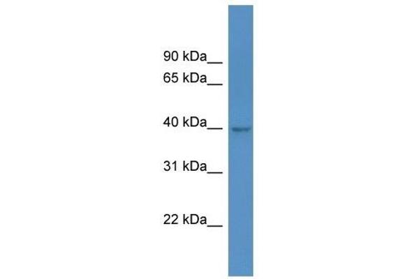HPDL antibody  (C-Term)