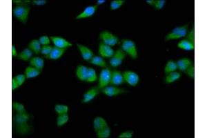 Immunofluorescence staining of Hela cells with ABIN7164105 at 1:200, counter-stained with DAPI. (PRDM11 antibody  (AA 63-215))