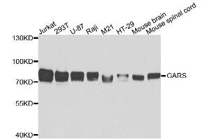 Western blot analysis of extracts of various cell lines, using GARS antibody (ABIN5973156) at 1/5000 dilution. (GARS antibody)