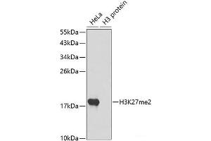 Western blot analysis of extracts of various cell lines using DiMethyl-Histone H3-K27 Polyclonal Antibody. (Histone 3 antibody  (2meLys27))
