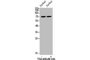 Western Blotting (WB) image for anti-X-Ray Repair Complementing Defective Repair in Chinese Hamster Cells 6 (XRCC6) (acLys542) antibody (ABIN7185695)