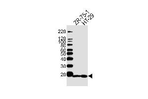 Western blot analysis of lysates from ZR-75-1, HT29 cell line (from left to right), using AGR2 Antibody (Center) (ABIN390227 and ABIN2840704). (AGR2 antibody  (AA 95-124))