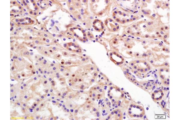 RCL antibody  (AA 101-174)