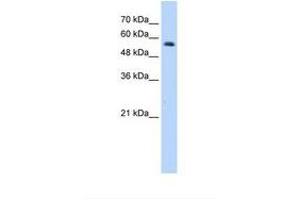 Image no. 2 for anti-Ring Finger Protein 8 (RNF8) (AA 351-400) antibody (ABIN320515) (RNF8 antibody  (AA 351-400))