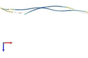 Outer Dense Fiber of Sperm Tails 2-Like (ODF2L) (AA 1-642) protein (His tag)