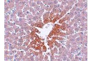 Immunohistochemical staining of rat liver tissue with 2.