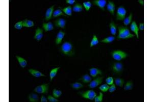 Immunofluorescence staining of Hela cells with ABIN7161453 at 1:133, counter-stained with DAPI. (NTSR2 antibody  (AA 359-410))