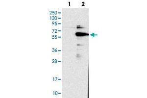Western blot analysis of HEK293T cell lysate using DGCR14 polyclonal antibody . (DGCR14 antibody)
