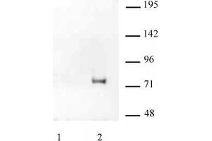 HA Tag mAb tested by IP / Western blot. (HA-Tag antibody)