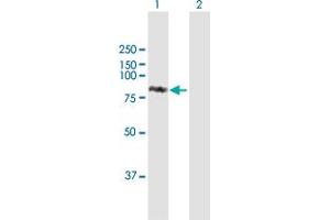 Western Blot analysis of STAT1 expression in transfected 293T cell line by STAT1 MaxPab polyclonal antibody.