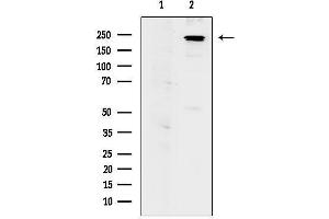 anti-Nuclear Mitotic Apparatus Protein 1 (NUMA1) (pSer395) antibody