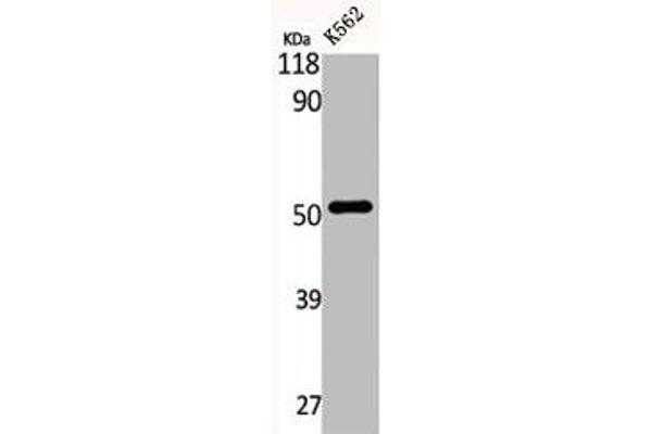 EIF2B3 antibody  (Internal Region)